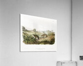 Meadow Mouse Arvicola Pennsylvanicus  Acrylic Print