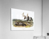 Moose Deer Servus alces  Acrylic Print
