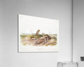 Jumping Mouse Meriones Americanus  Acrylic Print