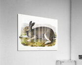 Polar Hare Lepus glacialis  Acrylic Print