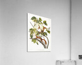 Bay Squirrel Chickaree Red Squirrel Sciurus Hudsonius  Acrylic Print