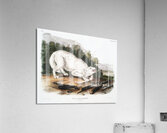 White American Wolf Canis lupus  Acrylic Print