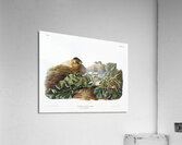 Least Shrew Sorex parvus  Acrylic Print