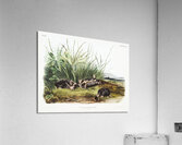 Shrew Mole Scalops Townsendii  Acrylic Print