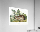 Black-tailed Hare Lepus negricaudatus  Acrylic Print