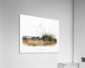 Shrew Mole Scallops Brewerii  Acrylic Print