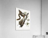 Orange-bellied Squirrel Sciurus sub-auratus  Impression acrylique