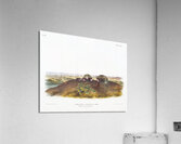 Star-nose Mole Condylura cristata  Acrylic Print