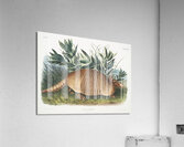 Nine-banded Armadillo Dasypus Peba  Acrylic Print