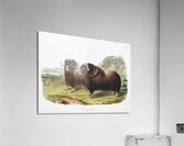 Musk Ox Ovibos moschatus  Acrylic Print
