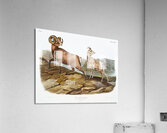 Rocky Mountain Sheep Ovis montana  Acrylic Print