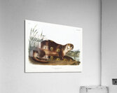 Canada Otter Lutra Canadensis  Acrylic Print