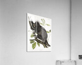 Canada Porcupine Nystrix dorsata  Acrylic Print