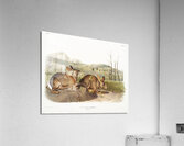 Hare Lepus Bachmani  Acrylic Print