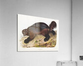 Wolverine Gulo luscus  Acrylic Print