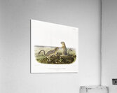 Leopard Spermophile Spermophilus tridecemlineatus  Acrylic Print