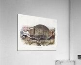 Leopard Spermophile Spermophilus tridecemlineatus  Acrylic Print