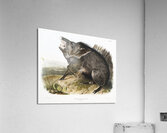 Collared Peccary Dycoteles torquatus  Acrylic Print