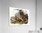 American wild cat Lynx rufus  Acrylic Print
