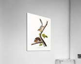 American wild cat Lynx rufus  Acrylic Print