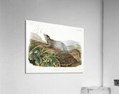 Large-tailed Spermophile Spermophilus macrourus  Acrylic Print