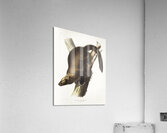 Marten Mustela Canadensis  Acrylic Print