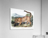 Cougar Felis concolor  Acrylic Print