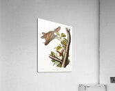 Cougar Felis concolor  Acrylic Print