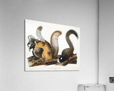 Fox Squirrel Sciurus capistratus  Acrylic Print