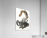 Cat Squirrel Sciurus cinereus  Acrylic Print