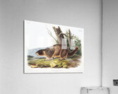 Cat Squirrel Sciurus cinereus  Acrylic Print