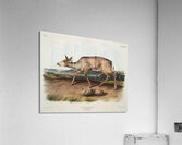 Black-tailed Deer Cervus macrotis  Acrylic Print