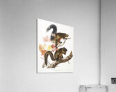 Long-haired Squirrel Sciurus longipilis  Acrylic Print