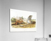 Tawny Weasel Putorius fuscus  Impression acrylique