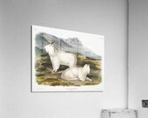 Tawny Weasel Putorius fuscus  Acrylic Print