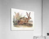 Californian Hare Lepus californicus  Acrylic Print