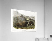 Californian Hare Lepus californicus  Acrylic Print