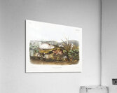 Hudson Bay Lemming Myodes Hudsonius  Acrylic Print
