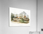 California Marmot Squirrel Spermophilus spilosoma  Acrylic Print