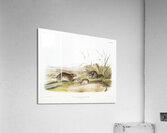 Yellow cheeked Meadow Mouse Arvicola xanthognathus  Acrylic Print