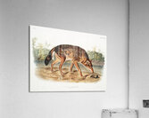 Red Texan Wolf Canis lupus  Acrylic Print