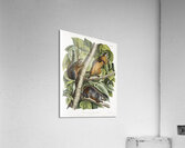 Red Texan Wolf Canis lupus  Acrylic Print