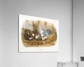 Black Rat Mus Rattus et var  Acrylic Print