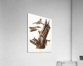 Flying Squirrel Pteromys volucella  Acrylic Print