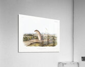 Mexican Marmot Squirrel Spermophilus Mexicanus  Acrylic Print