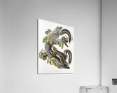 Hare Squirrel Sciurus leporinus  Acrylic Print