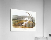 Little Nimble Weasel Putorius agilis  Acrylic Print