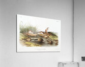 Missouri Mouse Mus missouriensis  Acrylic Print