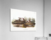 Little American Brown Weasel Mustela fusca  Acrylic Print