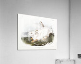 Northern Hare in winter Lepus Americanus  Acrylic Print